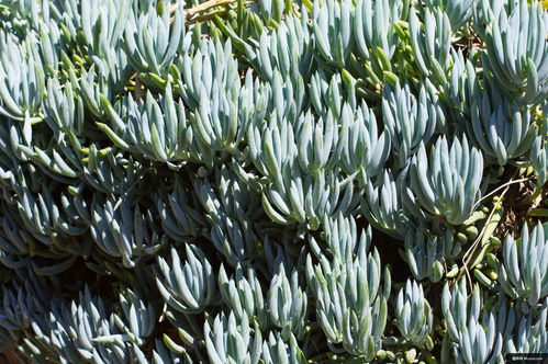 植物 灌木 植被 水果 香蕉 食品 美食攝影圖片圖片壁紙 美食攝影圖片圖片壁紙